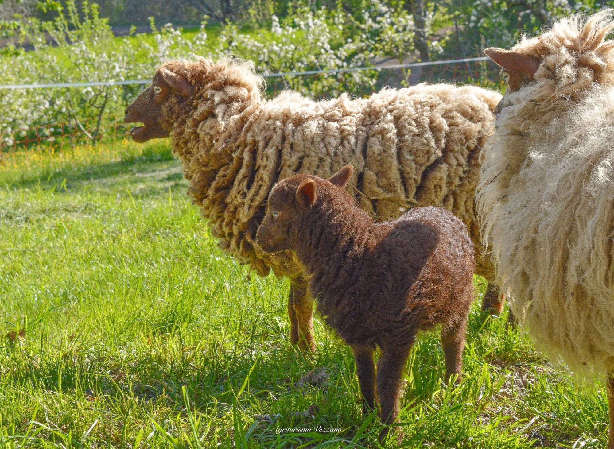 Agriturismo Vezzano キウージ・デッラ・ヴェルナ エクステリア 写真